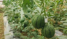 5.1吃瓜网官网,揭秘娱乐圈最新热点，带你畅游八卦海洋