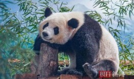 娱乐吃瓜大熊猫