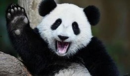 娱乐吃瓜大熊猫