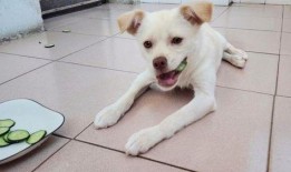 娱乐吃瓜君小奶狗,揭秘娱乐圈那些不为人知的幕后故事