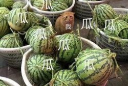 青柠娱乐吃瓜