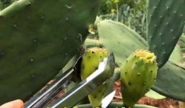 仙人掌吃瓜娱乐,仙人掌与瓜果的奇幻娱乐之旅