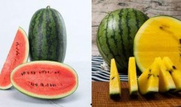 5.1吃瓜网官网,揭秘娱乐圈最新热点，带你畅游八卦海洋