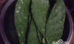 仙人掌吃瓜娱乐,仙人掌与瓜果的奇幻娱乐之旅