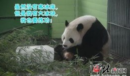 娱乐吃瓜大熊猫