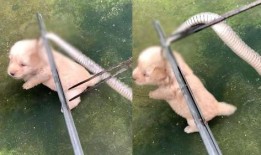 娱乐吃瓜君小奶狗,揭秘娱乐圈那些不为人知的幕后故事