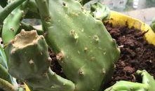 仙人掌吃瓜娱乐,仙人掌与瓜果的奇幻娱乐之旅