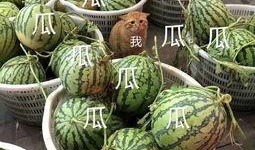 娱乐吃瓜君什么瓜,娱乐圈最新重磅瓜料大公开！