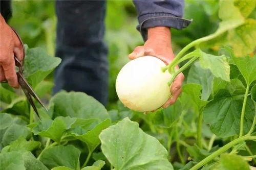 吃一口娱乐瓜,一嘴瓜料，带你领略明星幕后故事